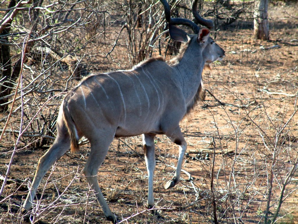 06-Greater Kudu.jpg - Greater Kudu